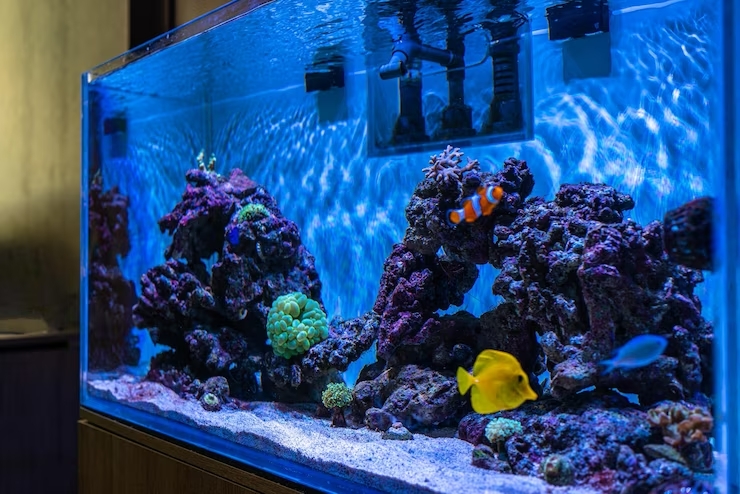 You are currently viewing Tips and Tricks for a Seamless Aquarium Move