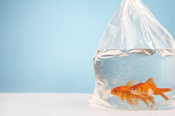 steps to protect your fish during the move